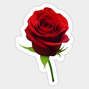 Roses - Elegant Red Rosebud Sticker